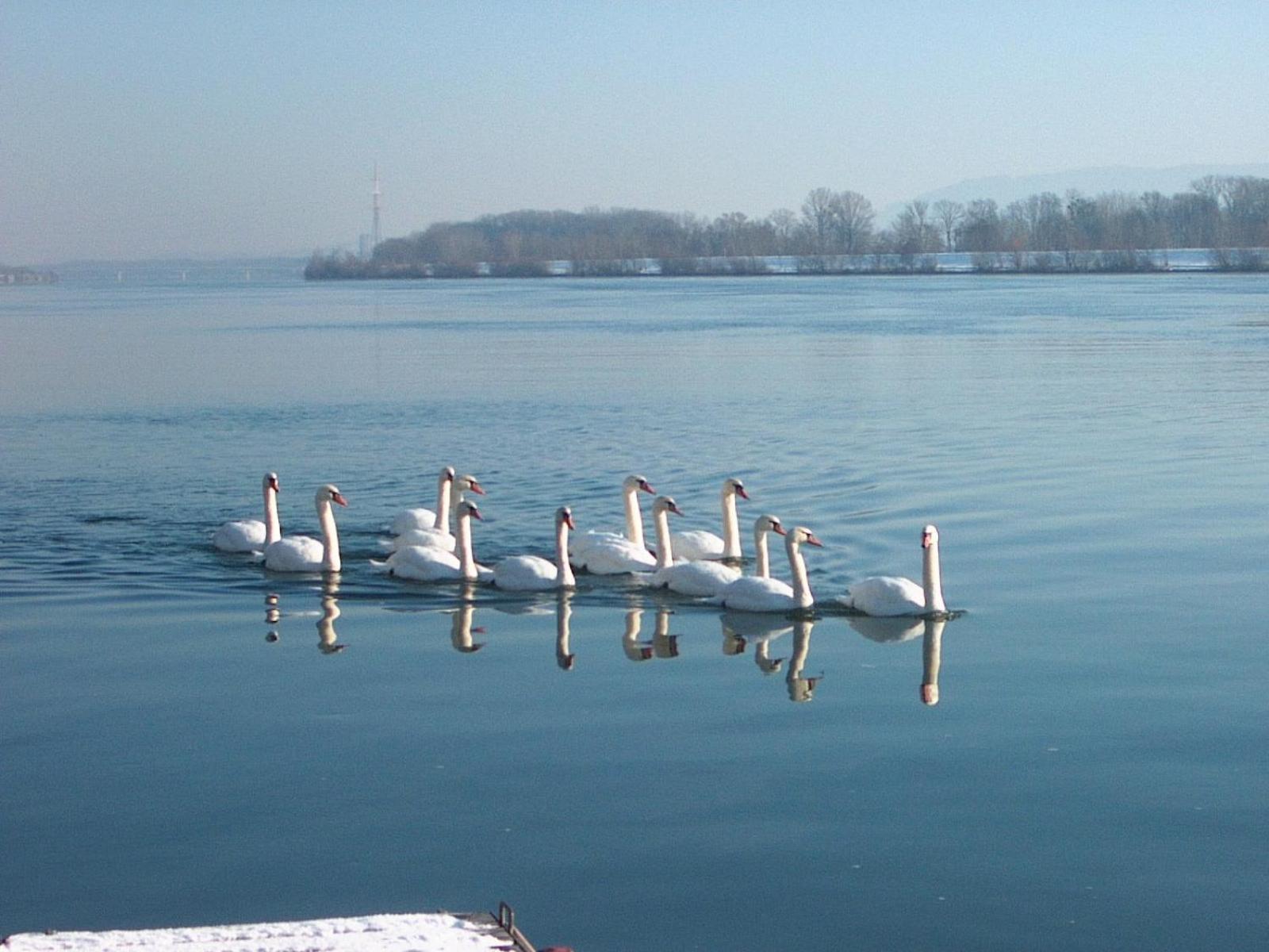 Donau-Rad-Hotel Wachauerhof Marbach an der Donau Екстер'єр фото